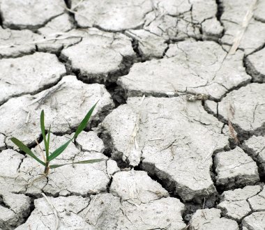 Auf dem Bild ist trockene Erde, die an vielen Stellen aufgerissen ist. Eine grüne Pflanze wächst aus einem Riss.